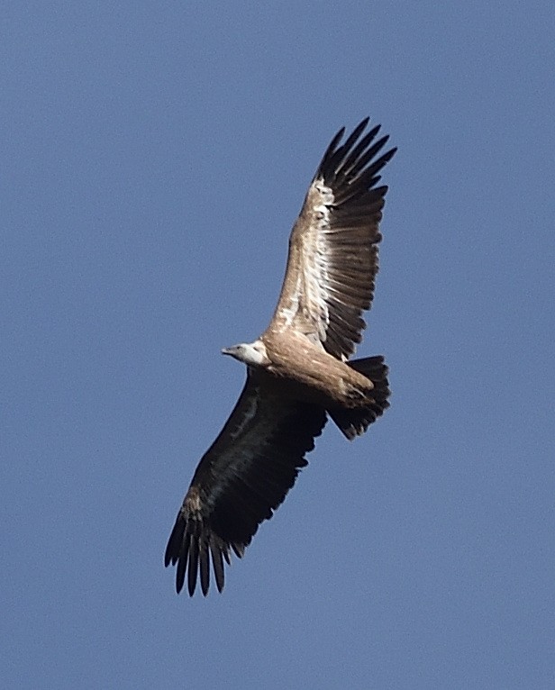 Eurasian Griffon - ML372601921