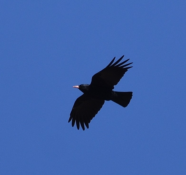 Red-billed Chough - ML372602031