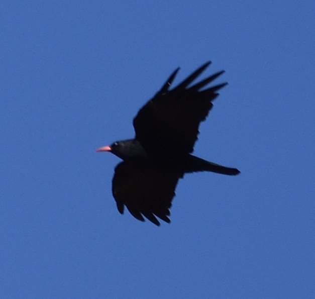 Red-billed Chough - ML372602041