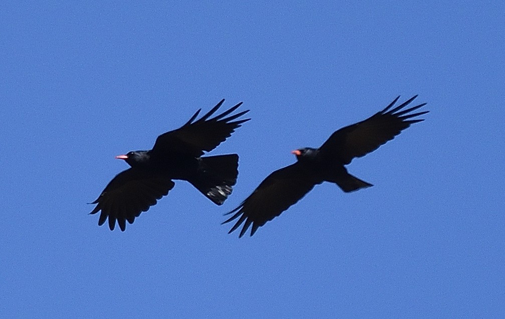 Red-billed Chough - ML372602051