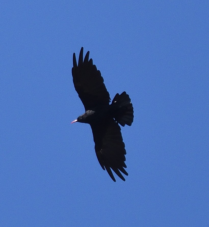 Red-billed Chough - ML372602061