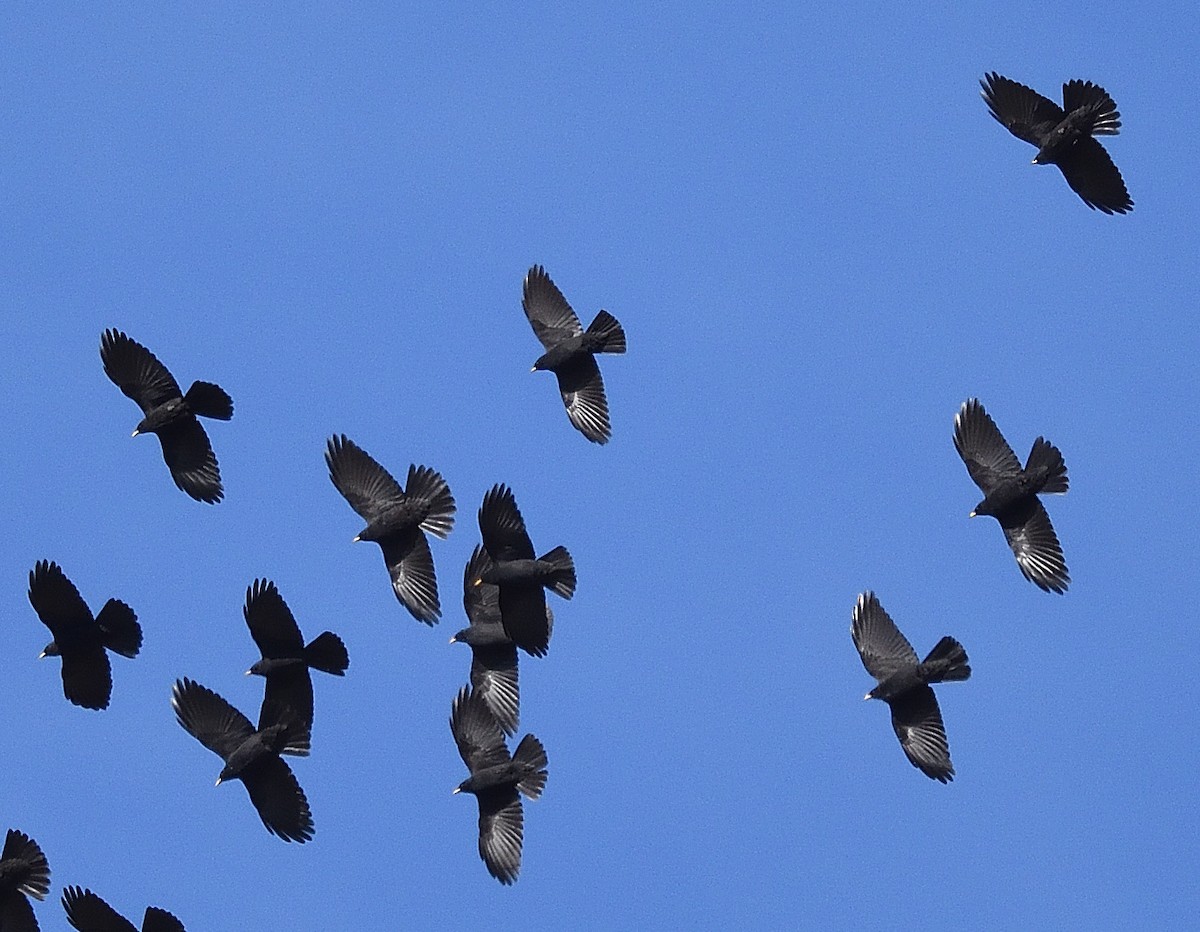 Yellow-billed Chough - ML372602091