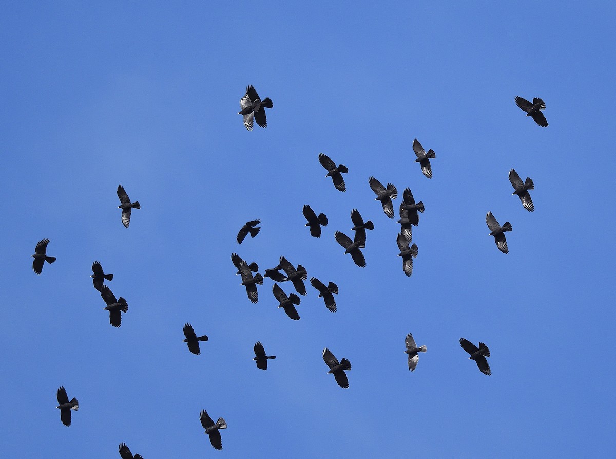 kavče žlutozobé - ML372602101