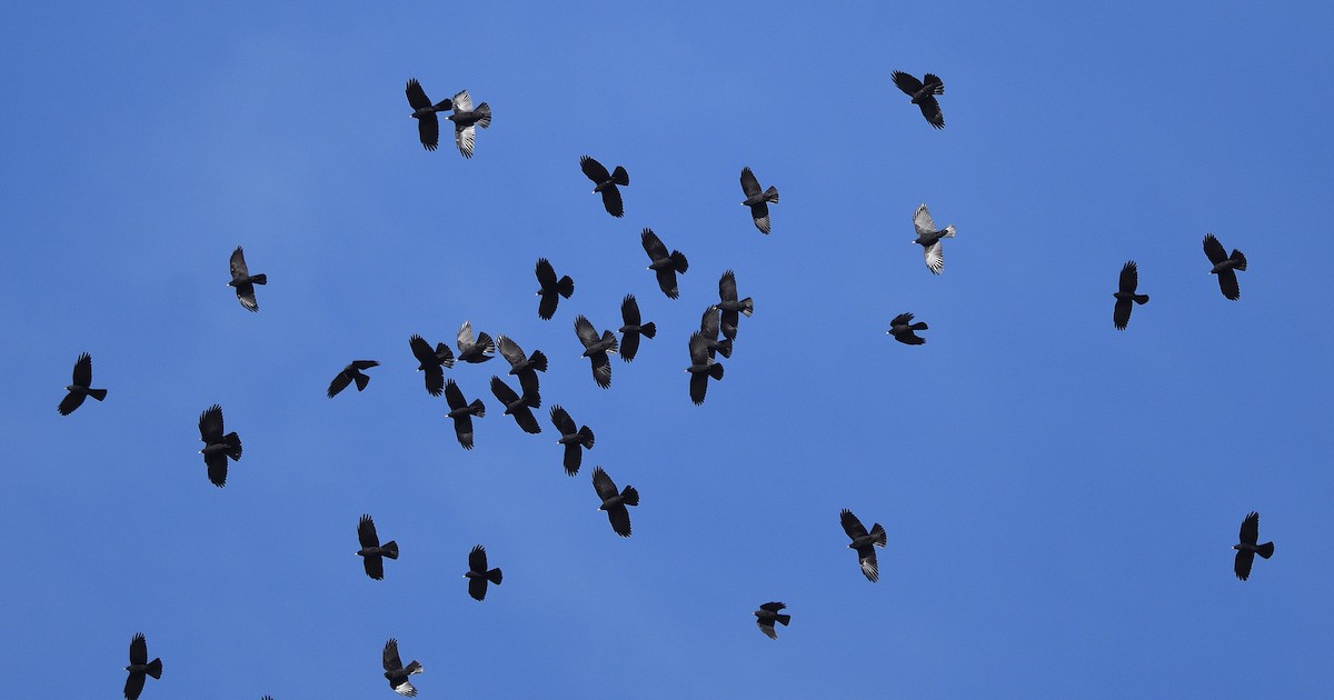 Yellow-billed Chough - ML372602111