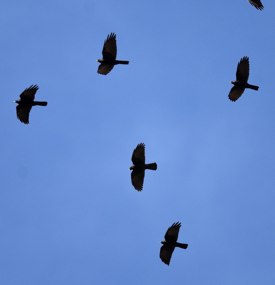 Yellow-billed Chough - Bradeanu Alin