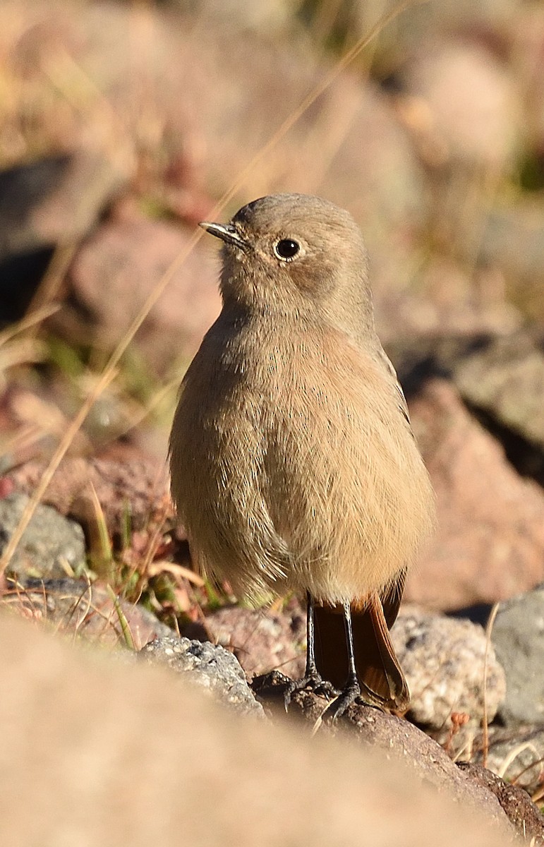 rehek bělokřídlý - ML372602201