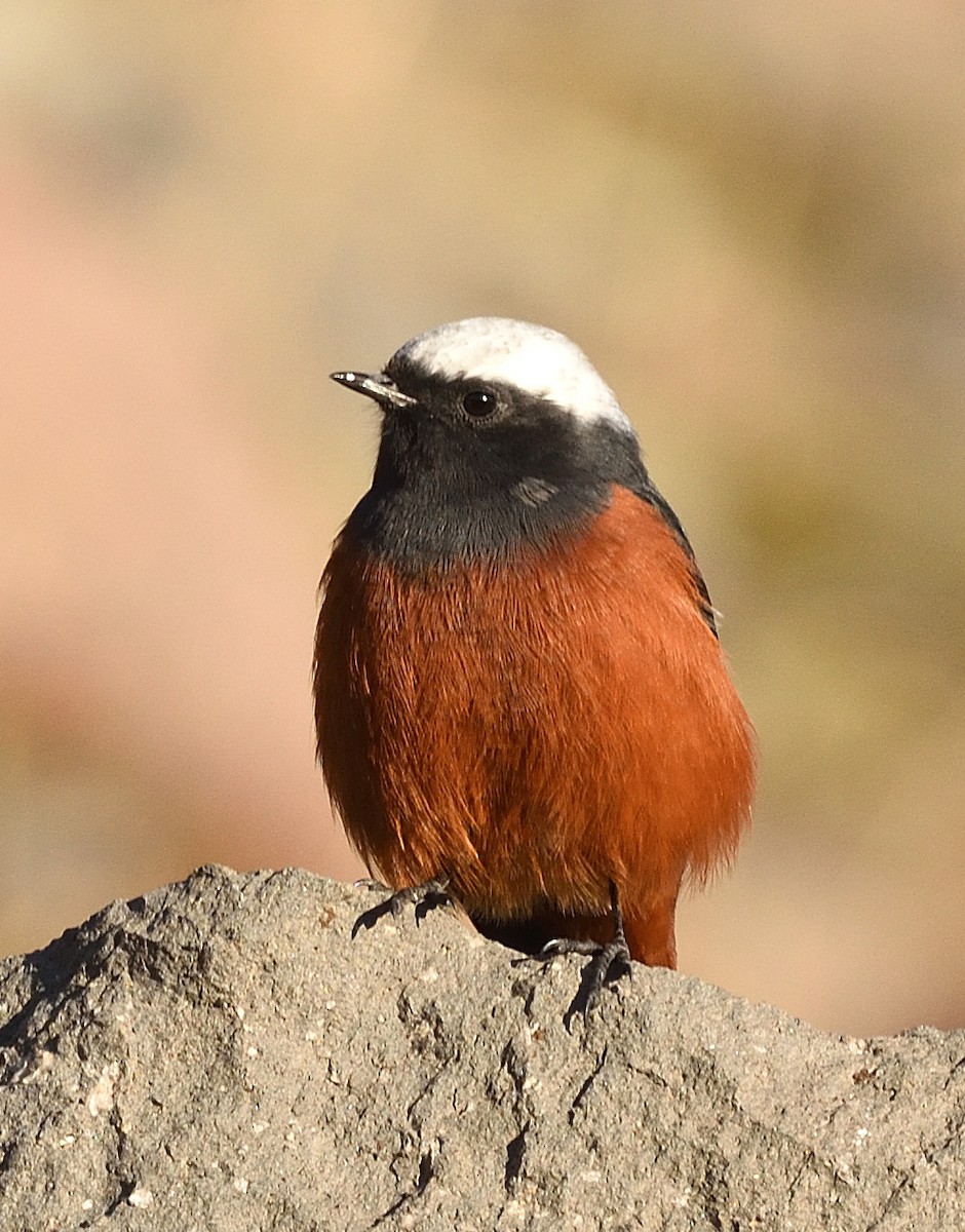 rehek bělokřídlý - ML372602211