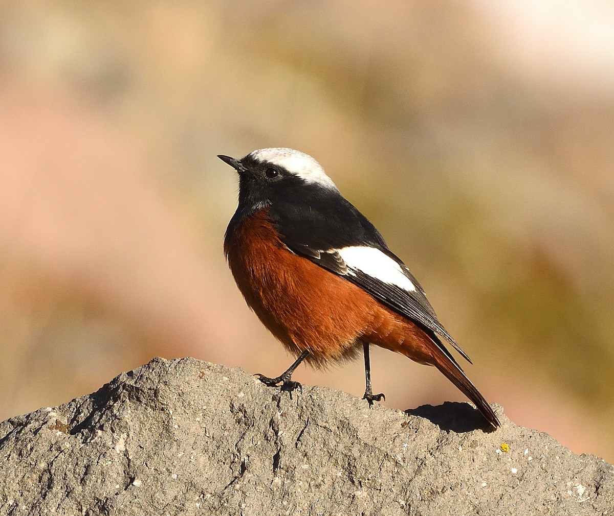 White-winged Redstart - ML372602221