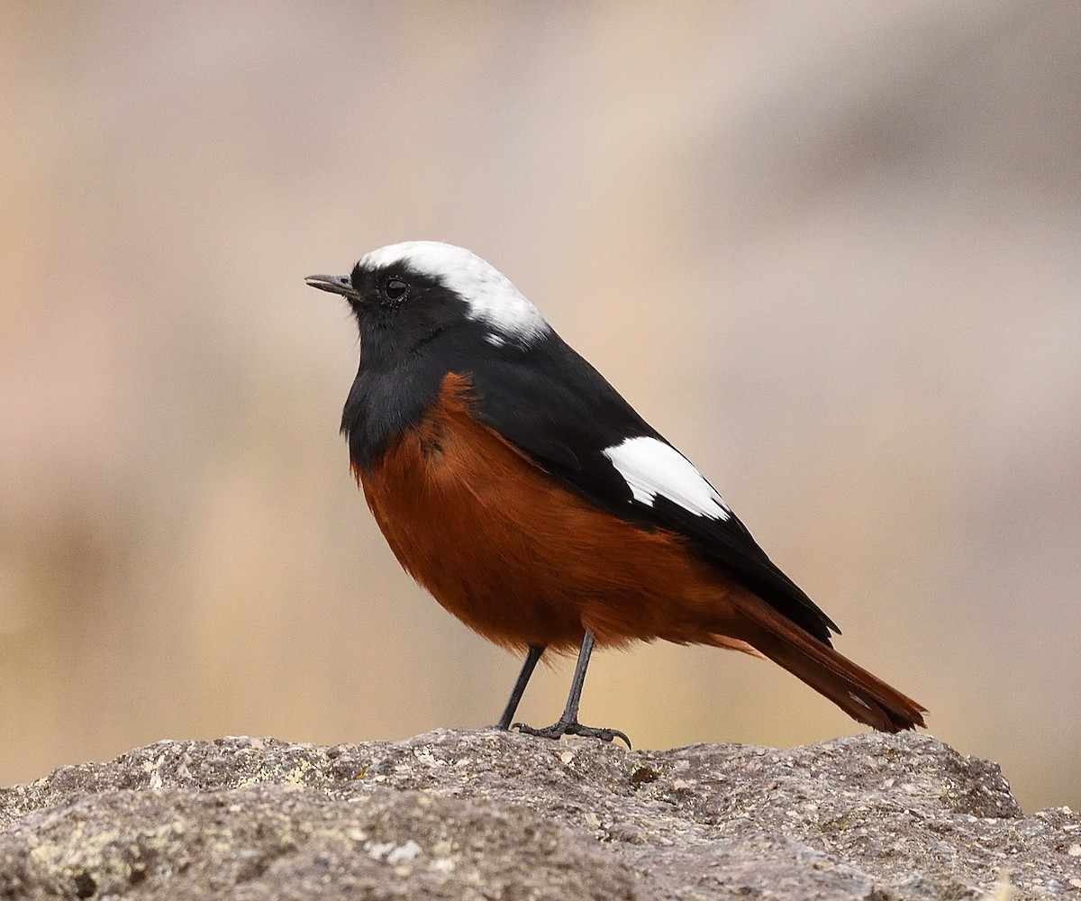 White-winged Redstart - ML372602231