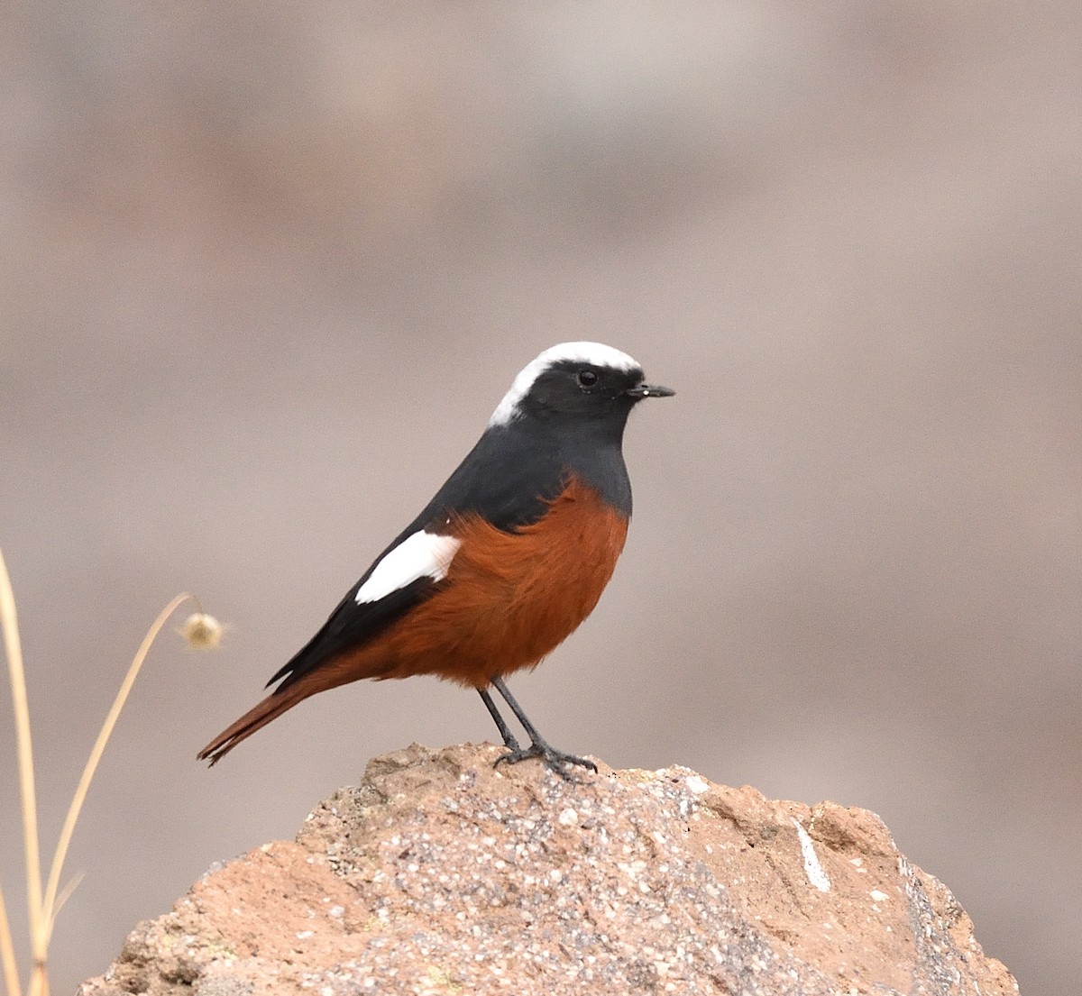 rehek bělokřídlý - ML372602241