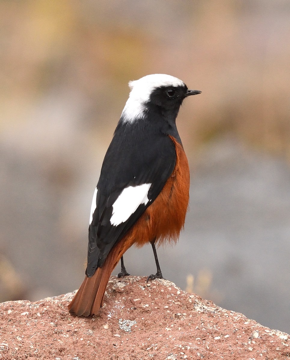 White-winged Redstart - ML372602251