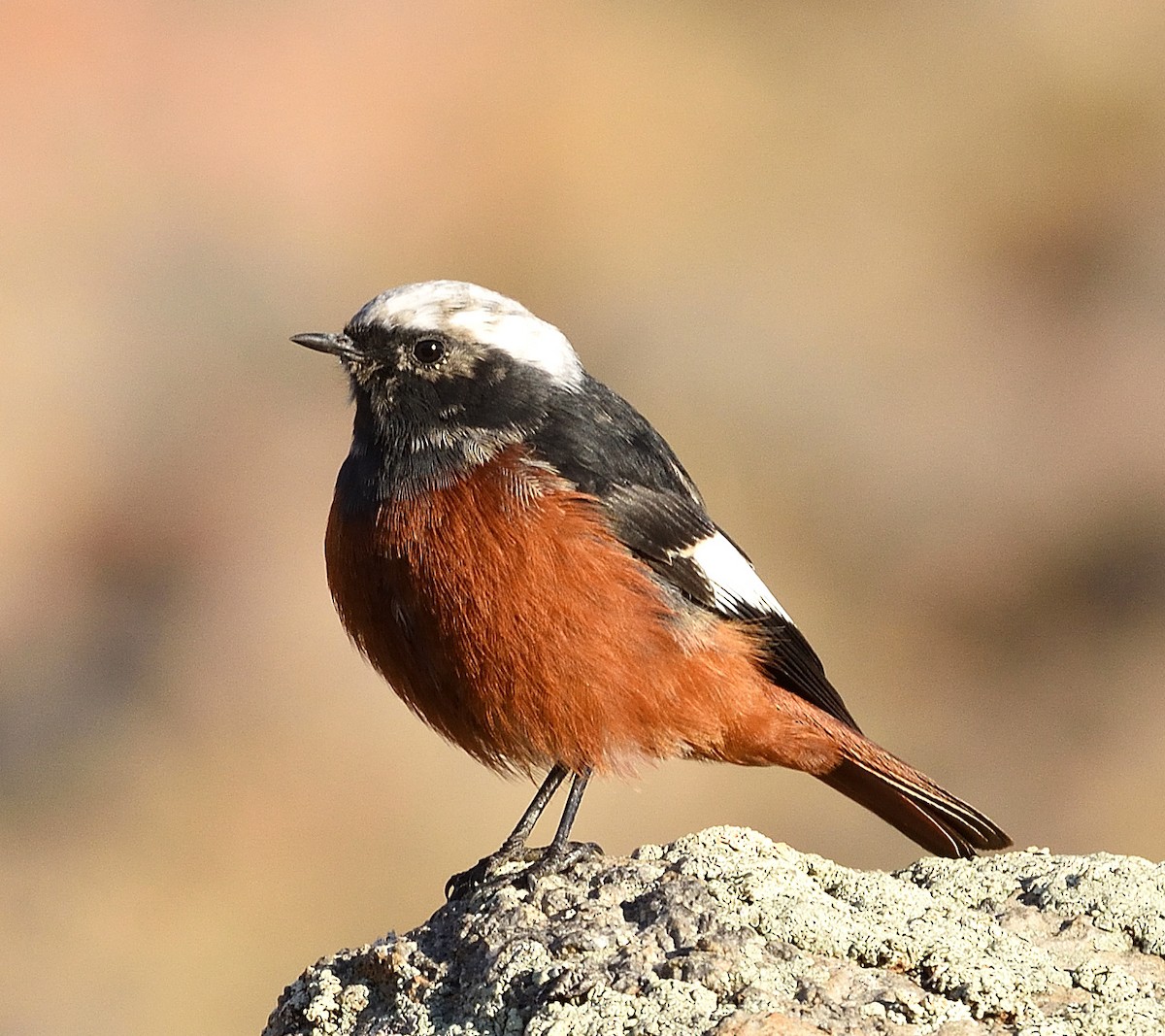 White-winged Redstart - ML372602261