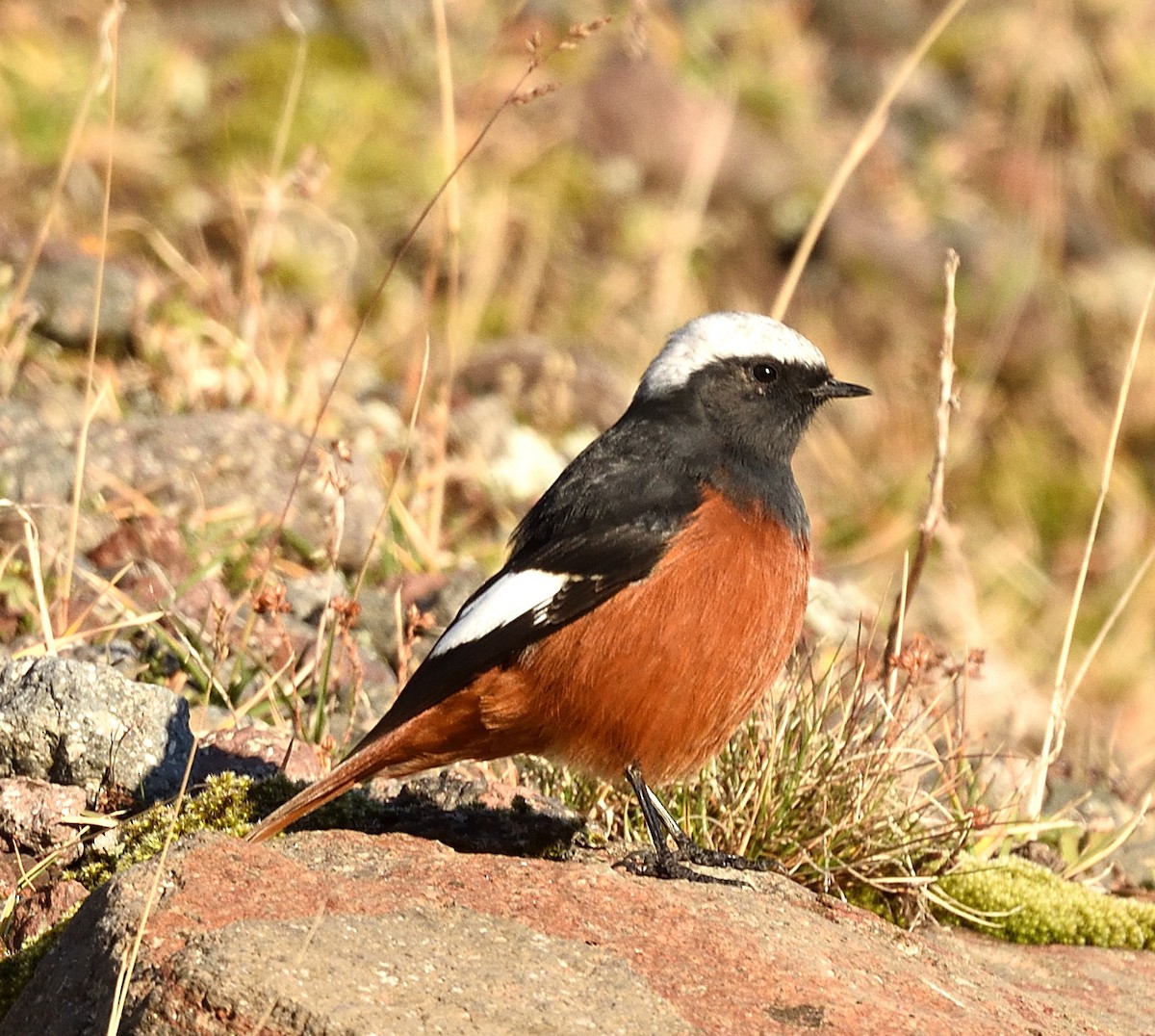 White-winged Redstart - ML372602271