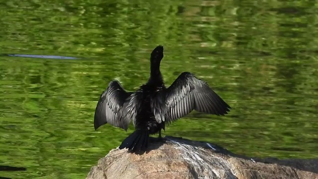Little Cormorant - ML372602421