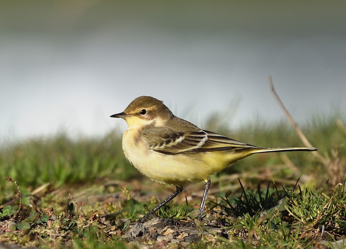 konipas luční - ML372602671