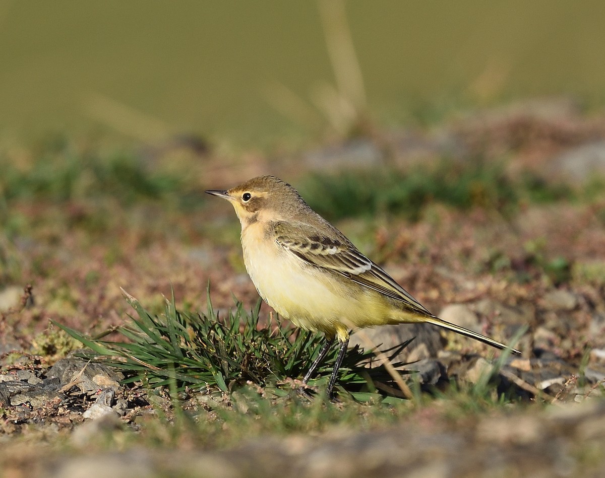 Western Yellow Wagtail - ML372602681