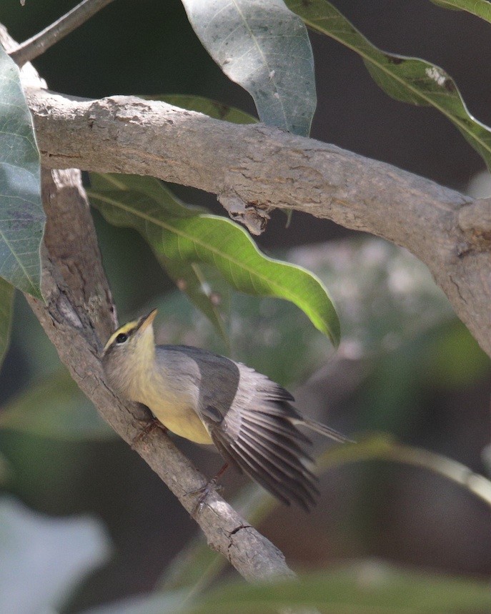 Sulphur-bellied Warbler - ML372602851