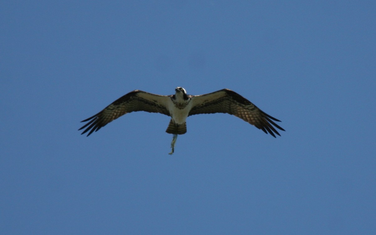 Osprey - ML37260531