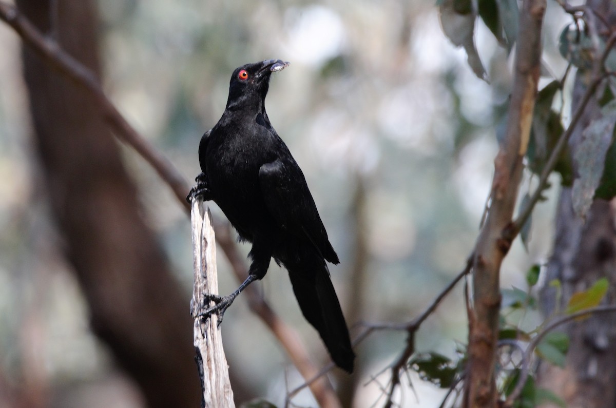 White-winged Chough - Lucas Russell