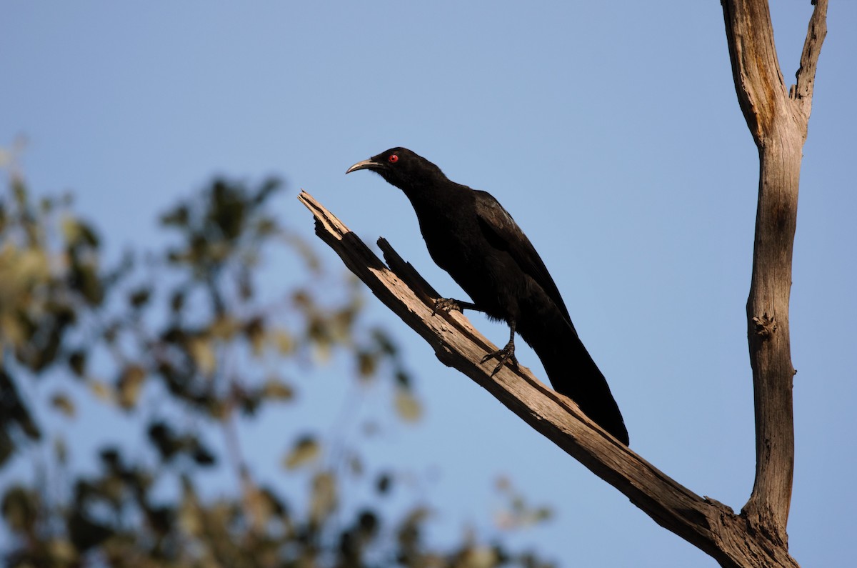 White-winged Chough - ML372605911