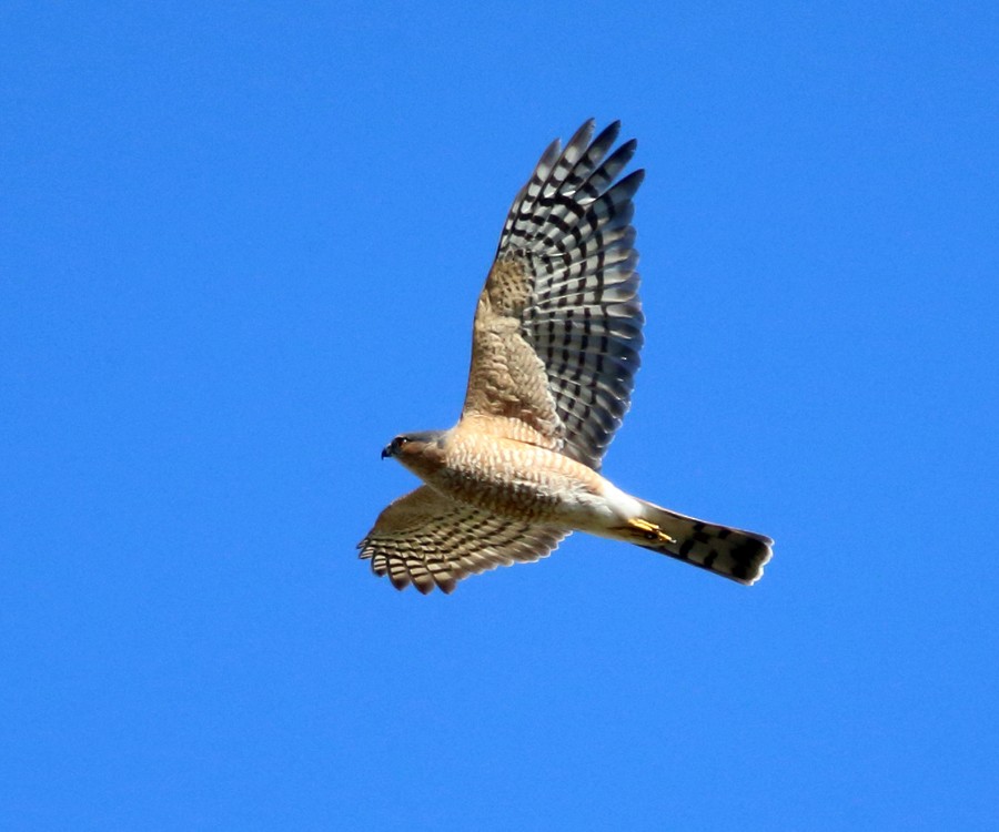 Sharp-shinned Hawk - Tom Murray