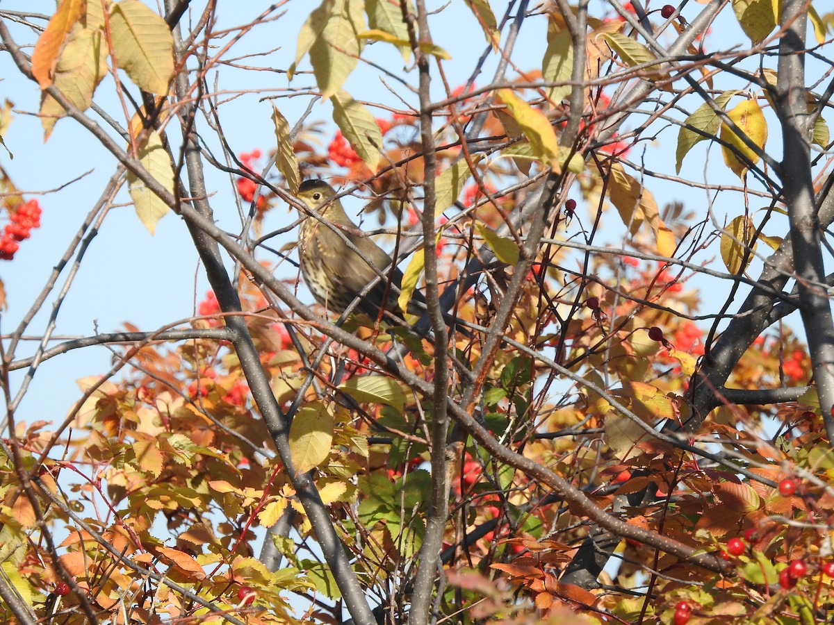 Song Thrush - ML372609571