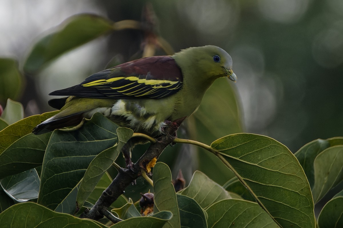 Gray-fronted Green-Pigeon - ML372610201