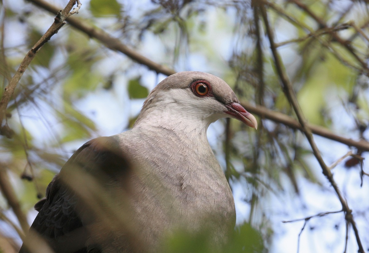 White-headed Pigeon - ML372611781