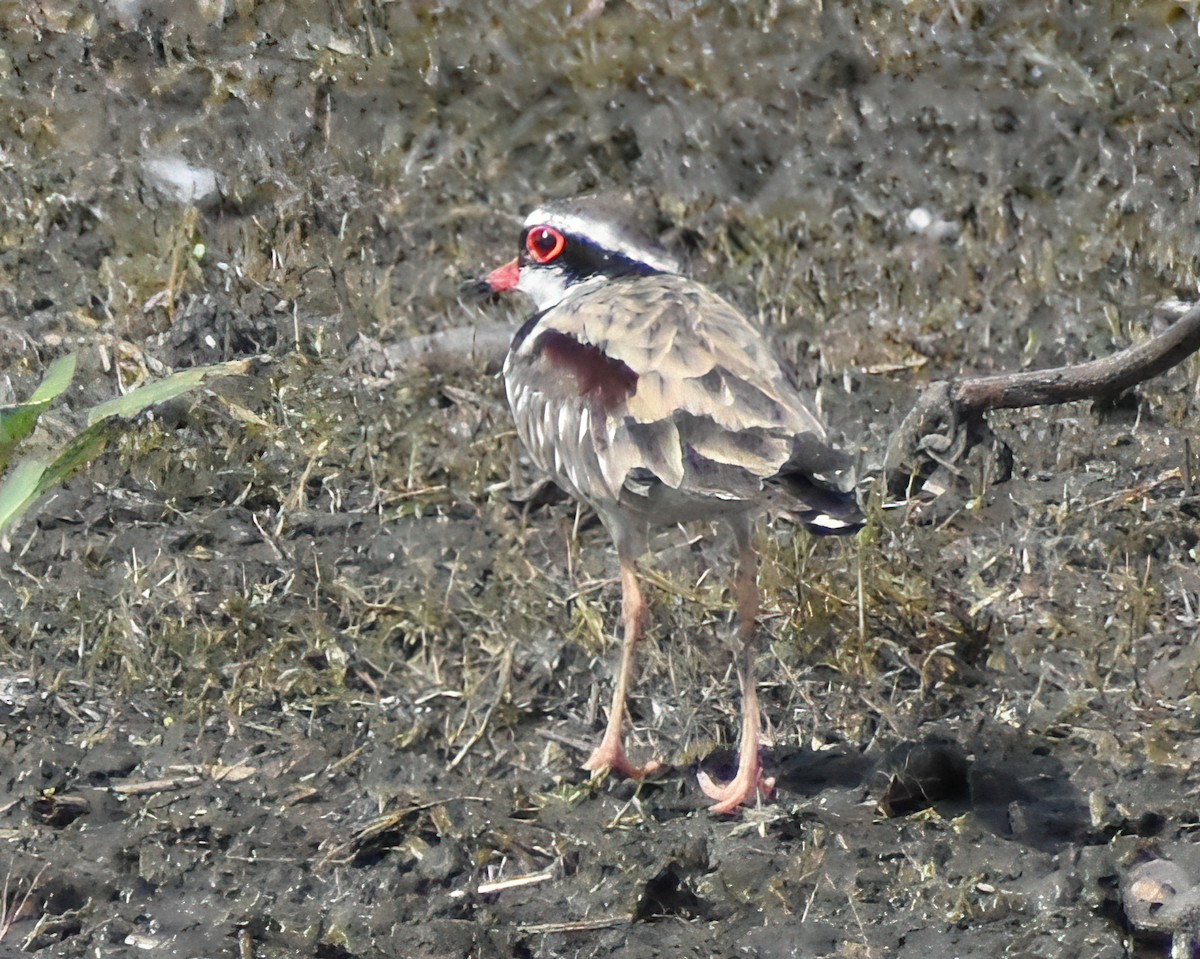 Black-fronted Dotterel - Frank Lin