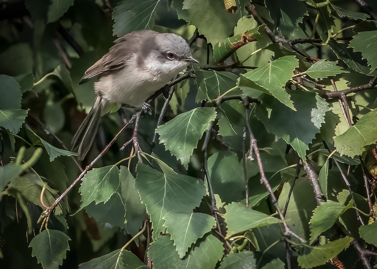 Lesser Whitethroat - ML372613621