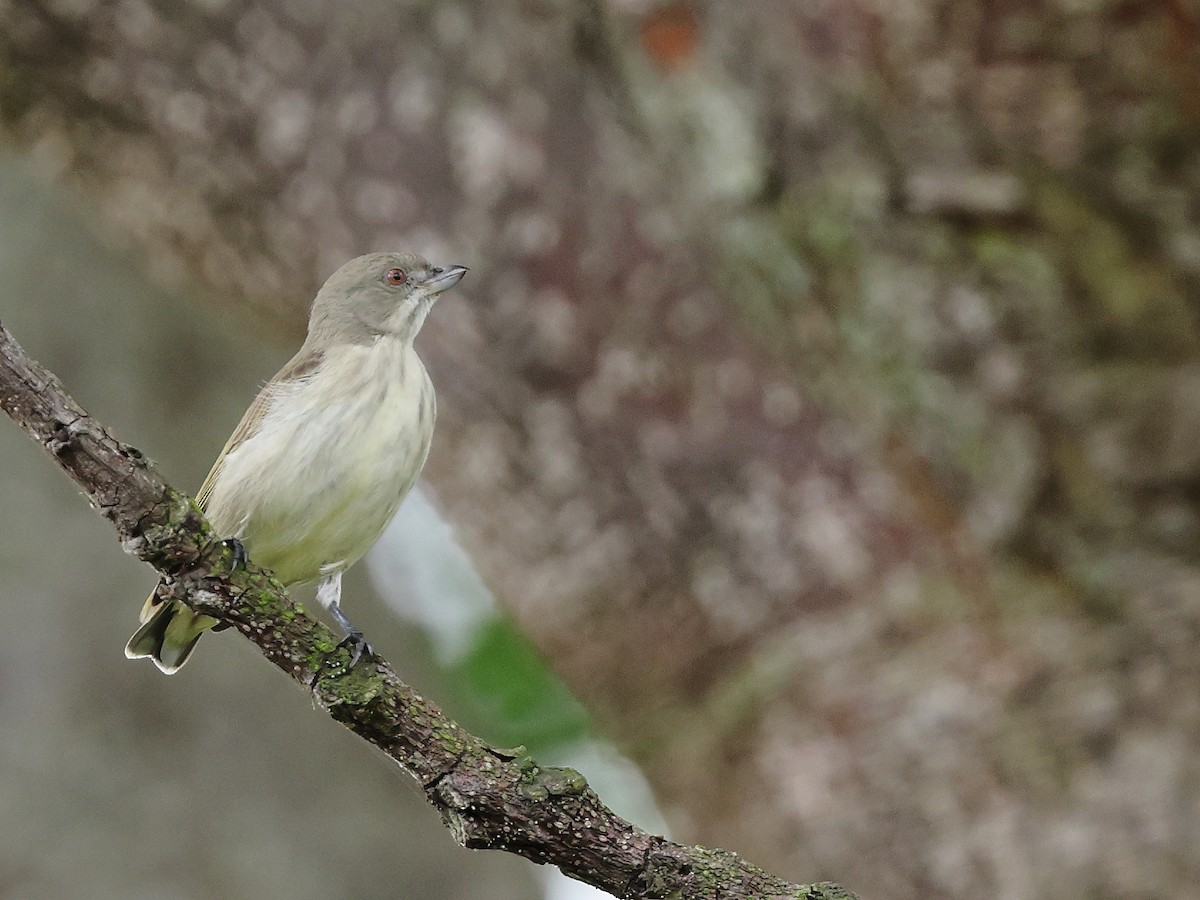 Thick-billed Flowerpecker - ML372613951