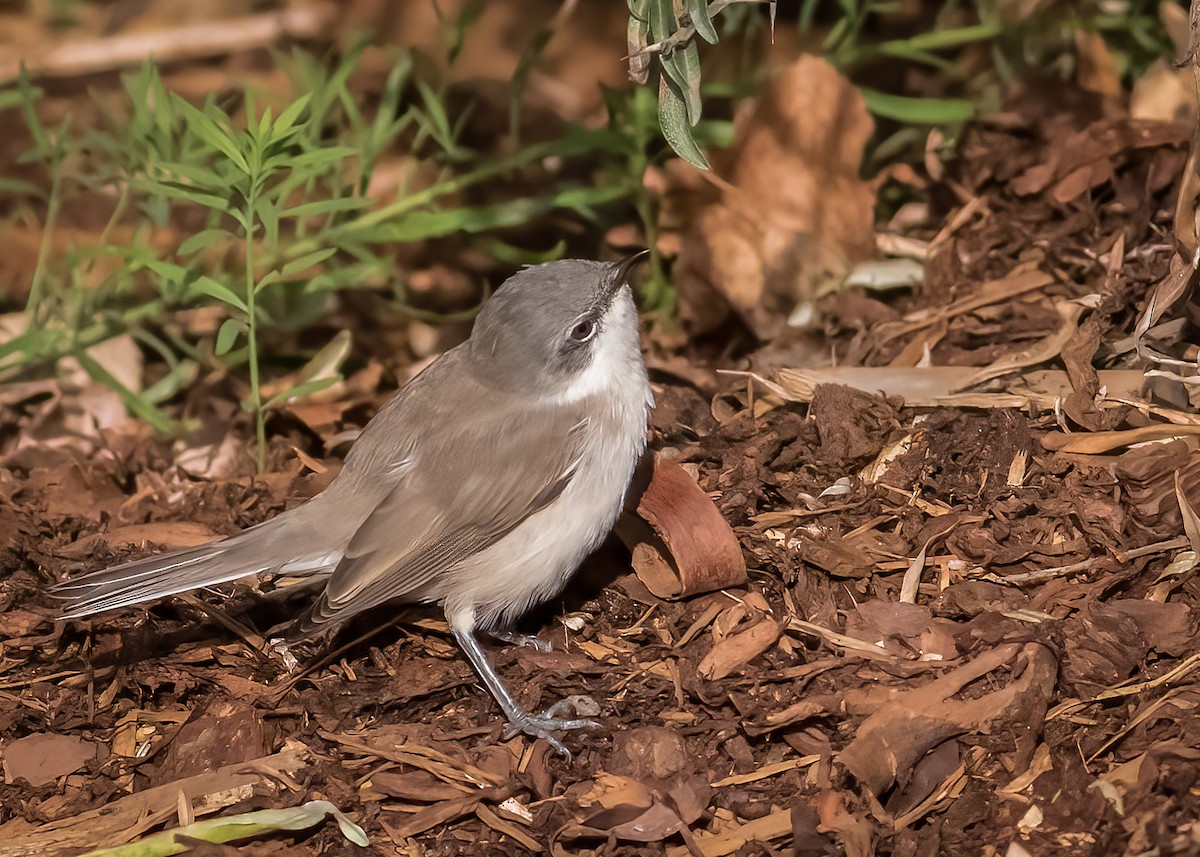 Lesser Whitethroat - Mikko Pyhälä