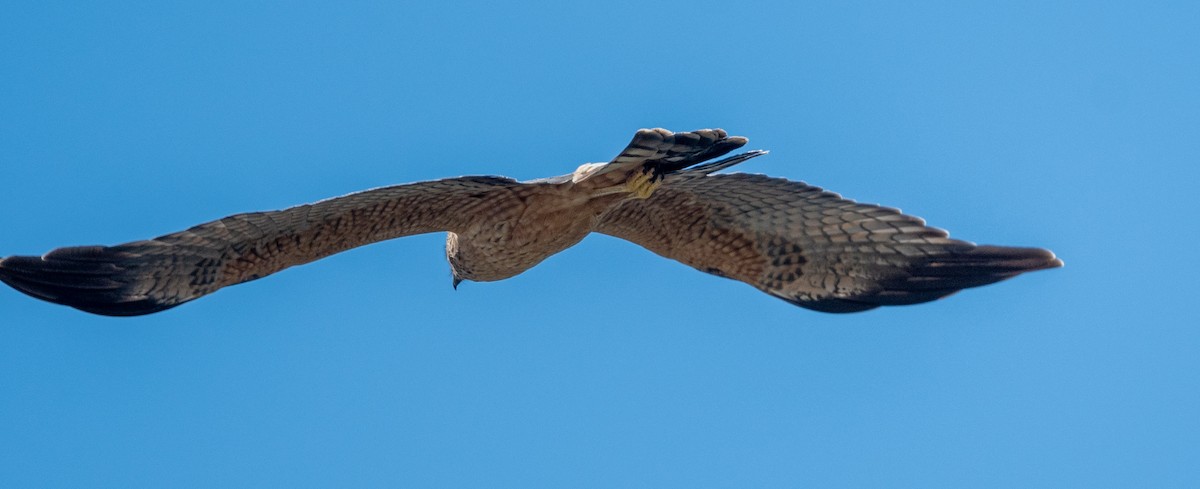 Spotted Harrier - ML372614341
