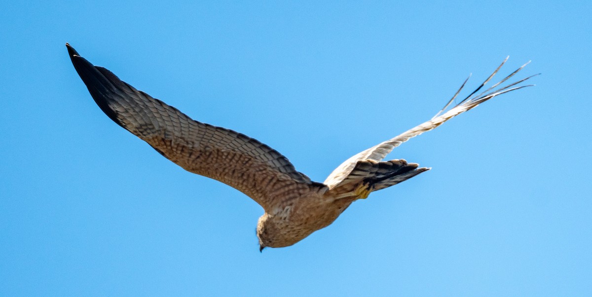 Spotted Harrier - ML372614351
