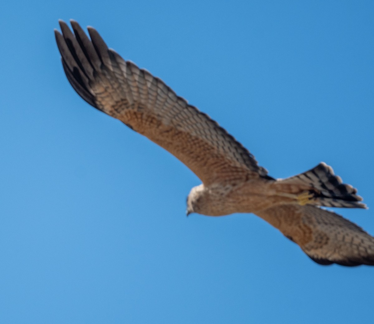 Spotted Harrier - ML372614361