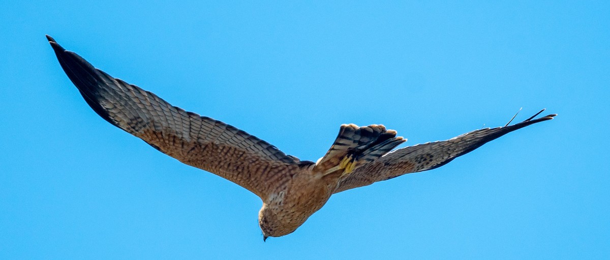 Spotted Harrier - ML372614371
