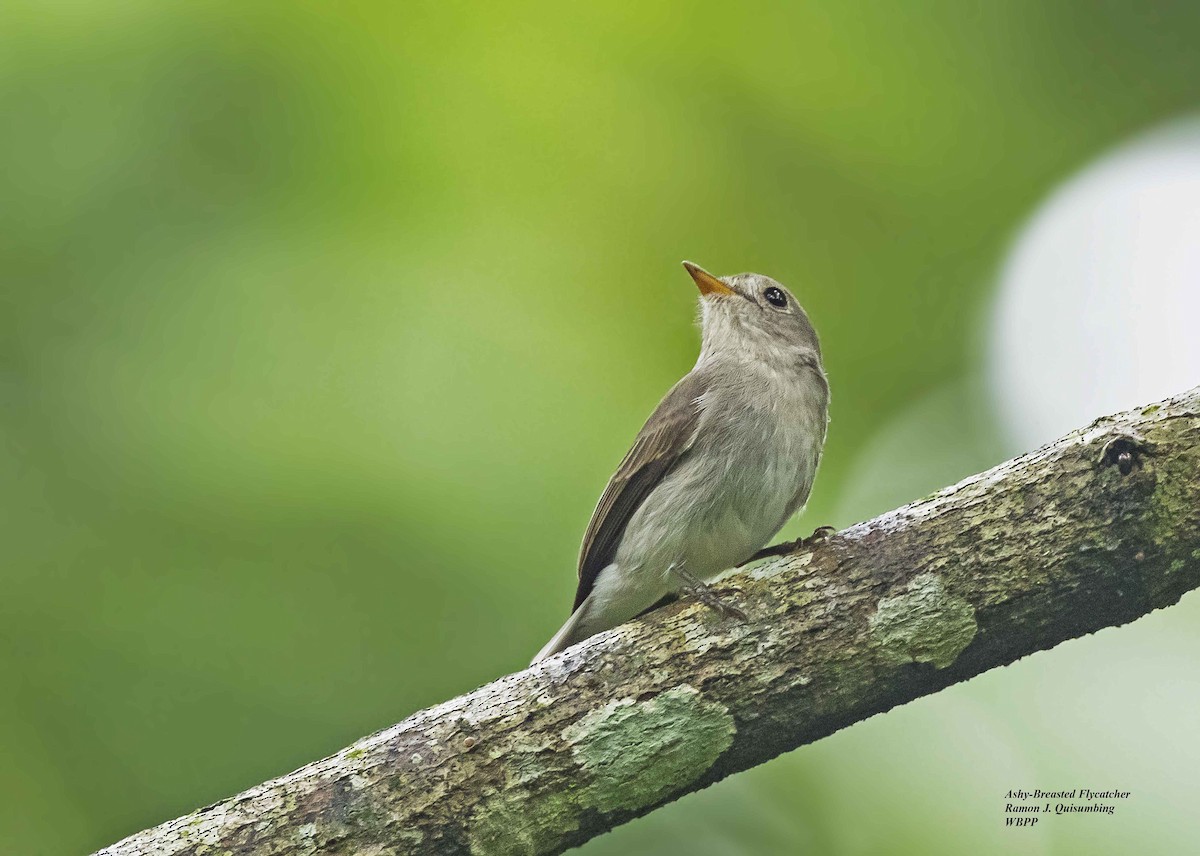 Ashy-breasted Flycatcher - ML372614431