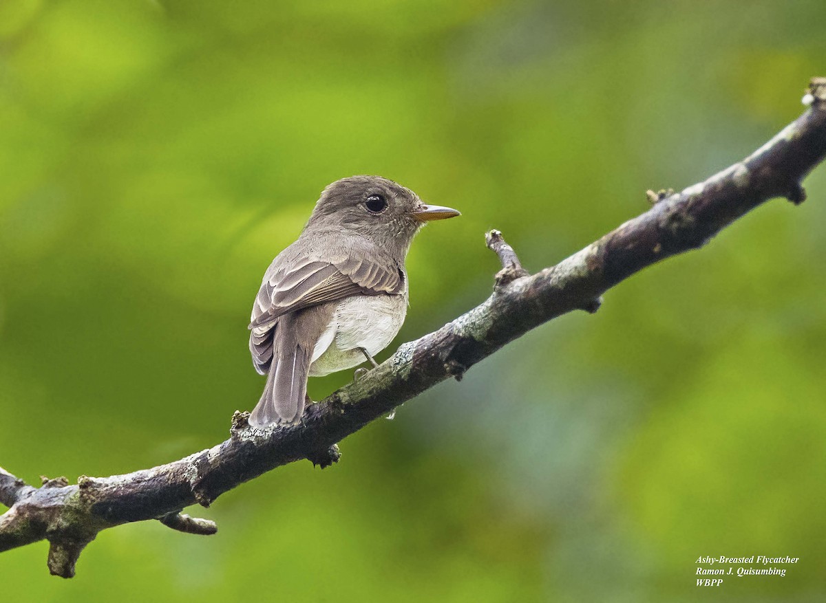 Ashy-breasted Flycatcher - ML372614441