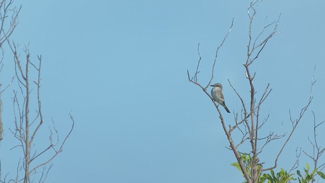 Cooper's Hawk - ML372614581