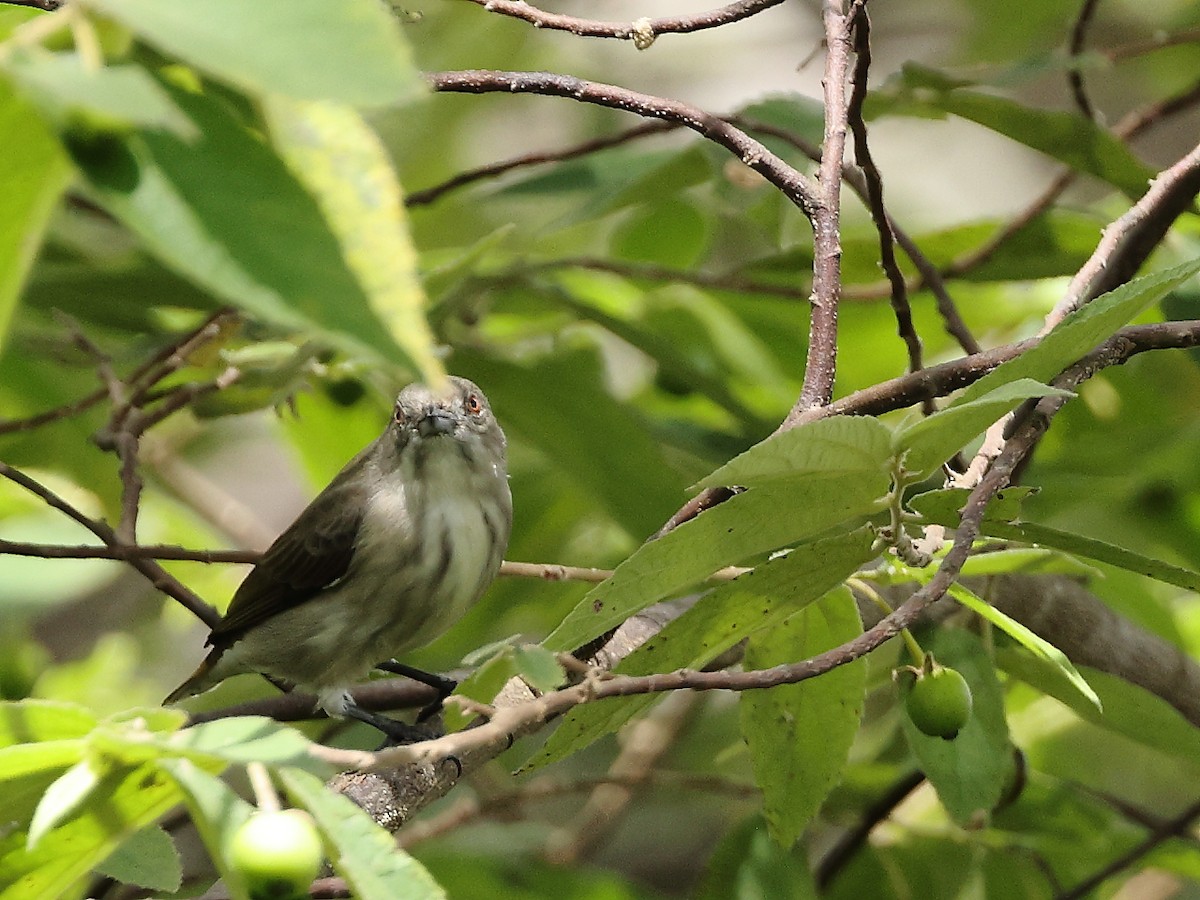 Thick-billed Flowerpecker - ML372614711