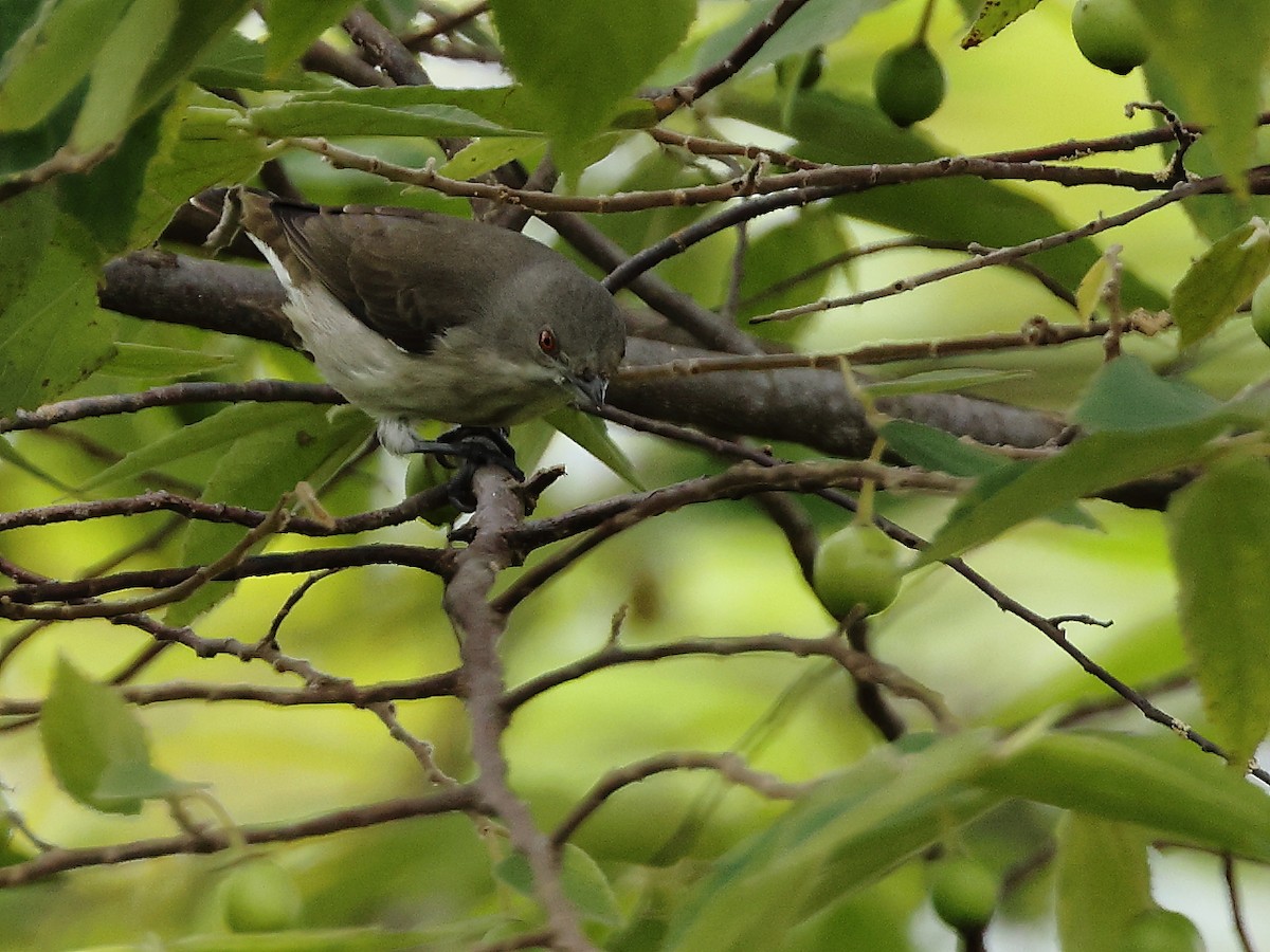 Thick-billed Flowerpecker - ML372614721