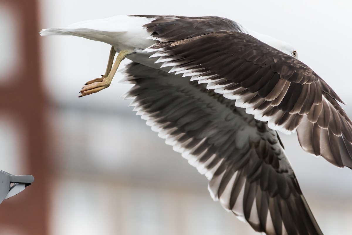 Lesser Black-backed Gull - ML372614841