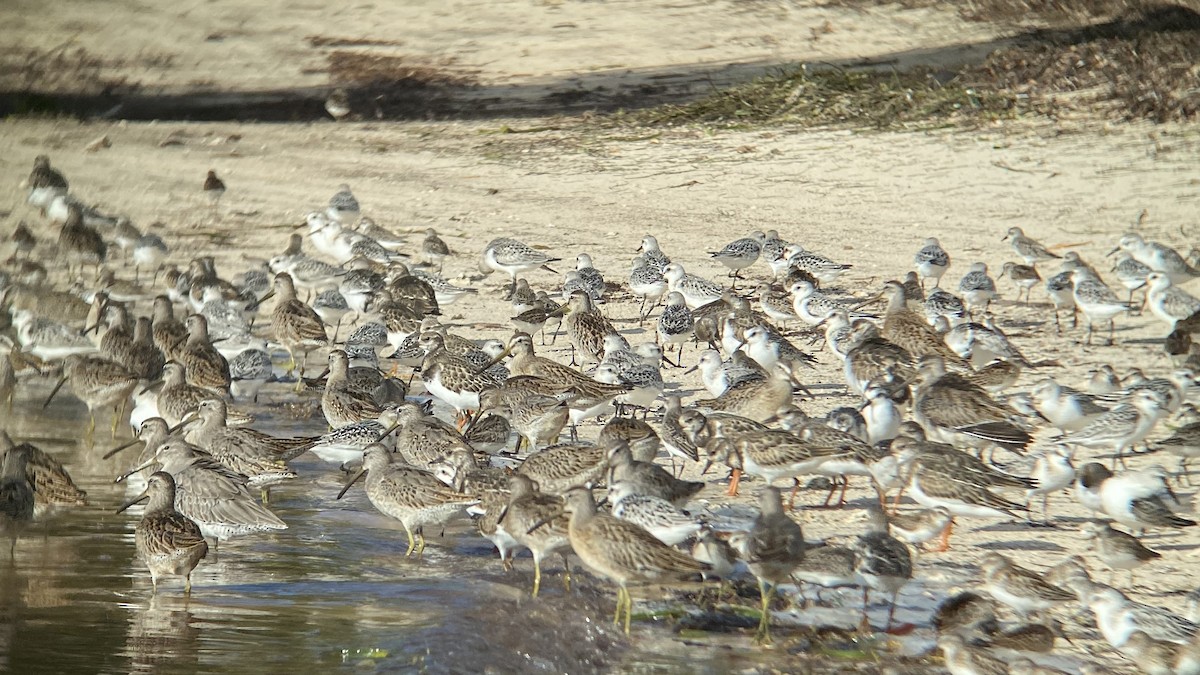 Гурвалж элсэг - ML372615621