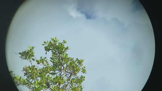Белоголовый орлан - ML372615631