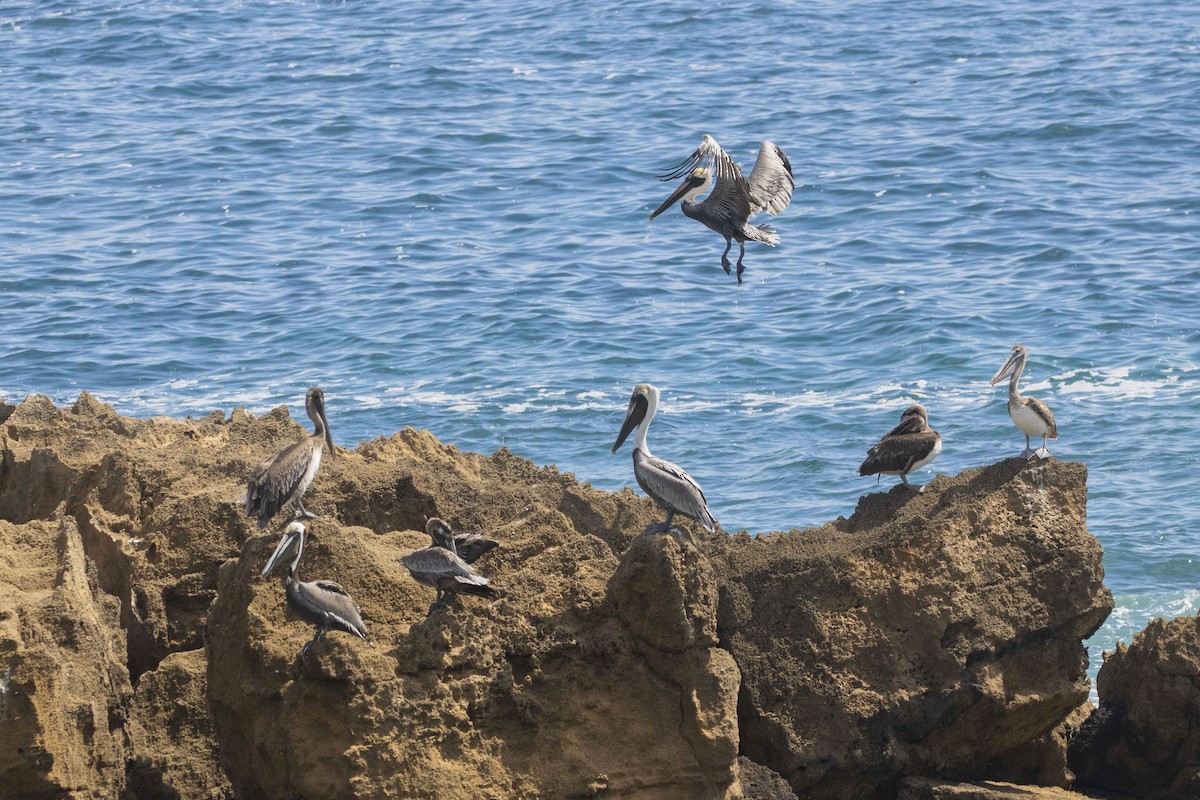 Brown Pelican - Amarilys Lebron