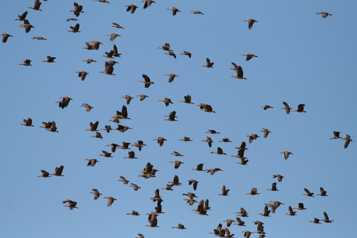 Plumed Whistling-Duck - Grant Brosie