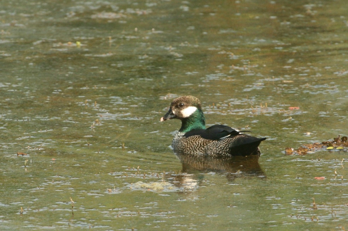 Green Pygmy-Goose - Grant Brosie