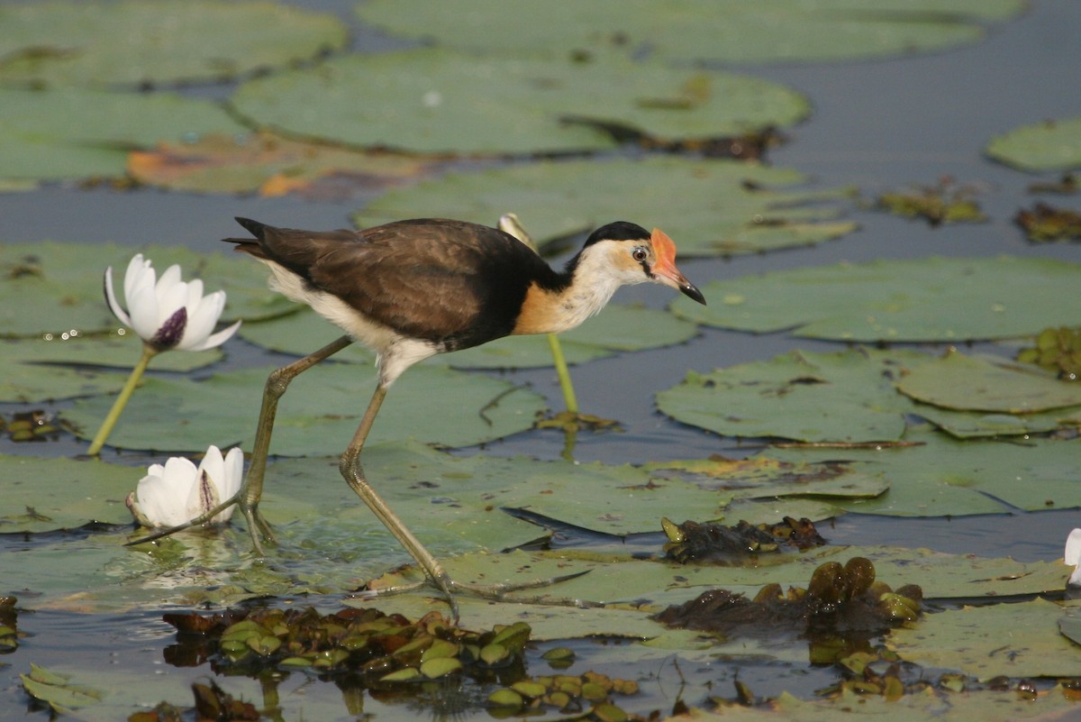 Comb-crested Jacana - Grant Brosie