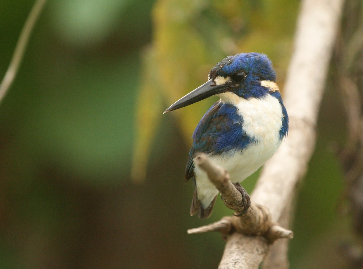 Little Kingfisher - Grant Brosie