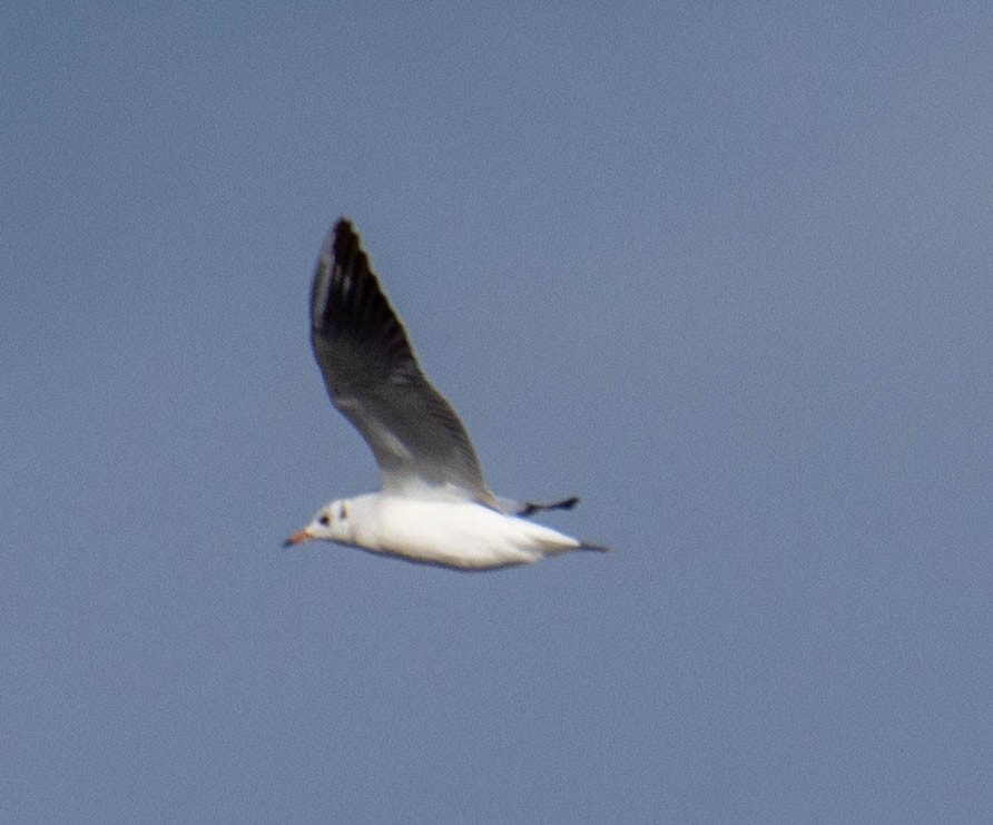 Mouette rieuse - ML372617951